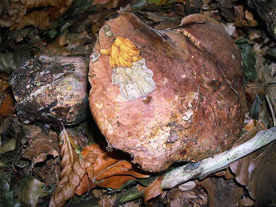 Boletus erythropus
